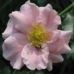  Rosa Satin Haze® cserepes rózsa