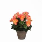 Mica Begónia lazacszínű műnövény cserépben Stan szürke 30 x 25 cm