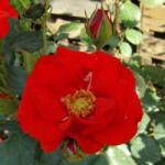  Rosa Fred Loads cserepes rózsa