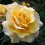  Rosa Sunny Sky ® cserepes rózsa