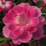  Rosa Regensberg cserepes rózsa