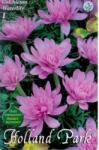  Colchicum Waterlily Őszi kikerics virághagymák 3