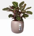 elho Pure Beads Small 40 Pebble Pink