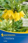 kiepenkerl Fritillaria Imperialis Lutea császárkorona virághagyma