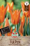 Sperli Lilienblütige Tulpe Ballerina liliomvirágú tulipán virághagyma