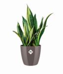 elho Brussels Diamond Round 14 Oyster Pea