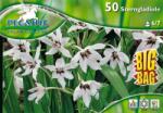 Pegasus Gladiolus callianthus kardvirág virághagymák BIG BAG