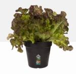 elho Green Basics Growpot 17 cm Living Black műanyag kaspó