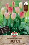 Sperli Fosteriana-Tulpe Flaming Purissima tulipán virághagyma