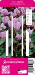 Young Generation Cyclamen hederifolium virághagyma