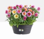 elho Green Basics Bowl 27 Living Black