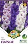  Gladiolus Trio Eskimo kardvirág virághagymák 1