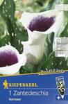 kiepenkerl Zantedeschia Vermeer kála virághagyma 5" (Szállítás február 16-ig)