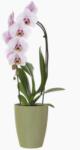 Artevasi Fiji Orchid 12, 5 cm műanyag orchidea kaspó Eucalyptus Green (csak kaspó)