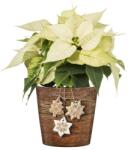 Scheurich 778/14 Gingerbread 14 cm kerámia növénytartó