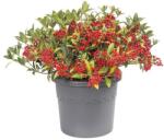 elho Algarve Cilindro 21 Anthracite