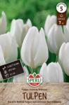 Sperli Premium Darwin-Hybrid-Tulpe Hakuun darwin-hibrid tulipán virághagyma