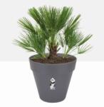 elho Loft Urban Round Wheels 60 cm Anthracit, műanyag kaspó