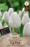 Sperli Premium Triumph-Tulpe Silver Dollar tulipán virághagyma