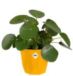 elho B. For Rock 14 Ochre