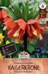 Sperli Kaiserkrone Rubra császárkorona virághagyma