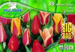 Pegasus Tulipa Botanic Mix vegyes botanikai tulipán virághagymák BIG BAG
