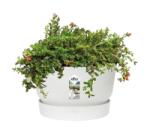 elho Greenville Bowl 33 White