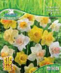 Pegasus Trompeten-Narzissenmischung nárcisz virághagyma keverék