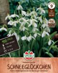 Sperli Maxi Ikaria-Schneeglöckchen hóvirág virághagyma