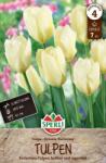 Sperli Fosteriana-Tulpe Purissima tulipán virághagyma
