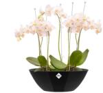 elho Brussels Diamond Oval 46 cm Metallic Bl, műanyag tál