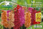 Pegasus Gladiolus Summerharmony Mix vegyes kardvirág virághagymák BIG BAG (Szállítás február 16-ig)