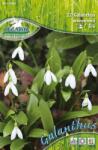 Pegasus Galanthus woronowii Schneeglöckchen hóvirág virághagymák
