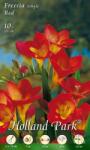  Freesia Single red frézia virághagymák 2