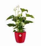 elho Brussels Diamond Round 18 cm Lovely Red, műanyag kaspó