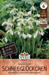 Sperli Ikaria-Schneeglöckchen hóvirág virághagyma