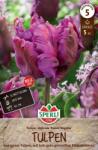 Sperli Premium Papagei-Tulpe Parrot Negrita papagájvirágú tulipán virághagyma