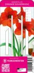 Young Generation Amaryllis Orange Souvereign virághagyma XXL (narancs)