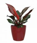 Artevasi San Remo 42 cm Self Water Dark red önöntöző műanyag kaspó