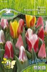 Pegasus Tulipa Botanischer Mix vegyes botanikai tulipán virághagymák