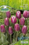 Pegasus Tulipa Synaeda Blue tulipán virághagymák