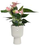 elho Vibes Fold Coupe 14 Silky White