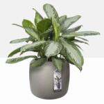 elho Pure Beads Small 40 Bal Beige