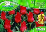 Pegasus Tulipa Rotkappchen Greigii tulipán virághagymák BIG BAG