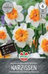 Sperli Premium Spleißkronige Narzisse Parisienne hasadt koronájú nárcisz virághagyma