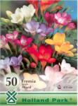  Freesia Single Mixed vegyes frézia virághagymák mega pack
