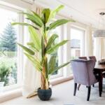 Schuller Valencia Planta artificiala decorativa BANANA TREE, Platanera H180 (SV-281461)