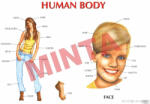 Comenius Human body