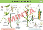 Comenius A búza és a kukorica