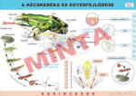 Comenius A kecskebéka és egyedfejlődése